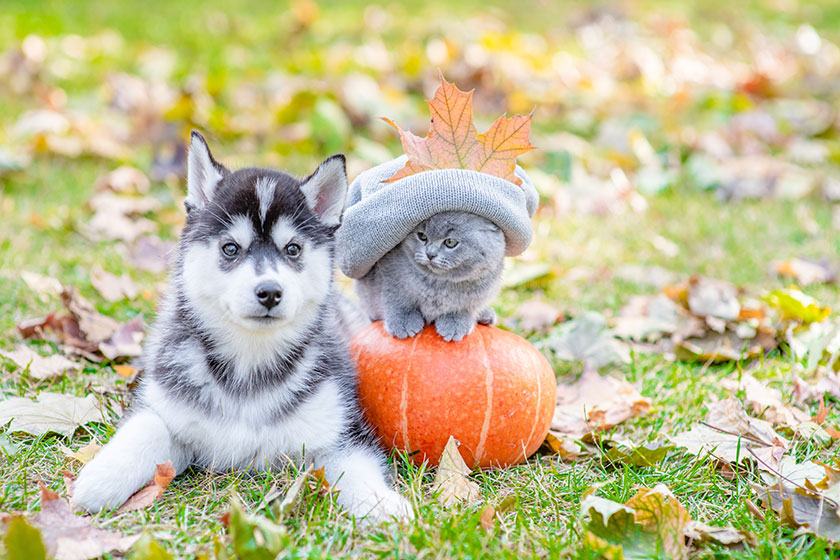 Pet-Friendly Assisted Living In Maiden, NC: Why Is It Good For You?