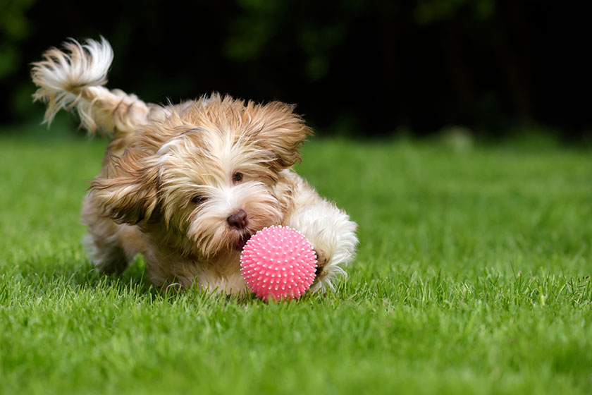 What You Should Know About The Pet-Friendly Memory Care In Troutman, NC
