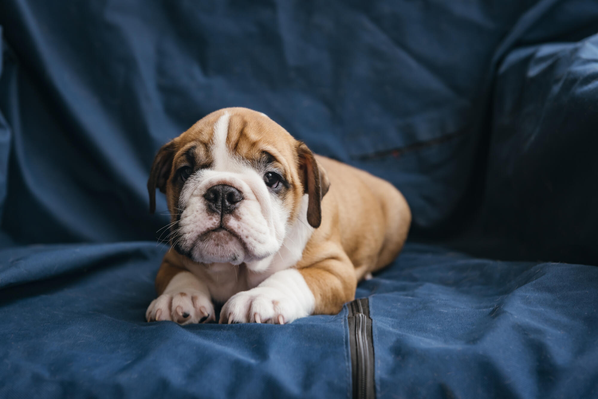 Pet-Friendly Senior Living in Mooresville, NC: What to Expect